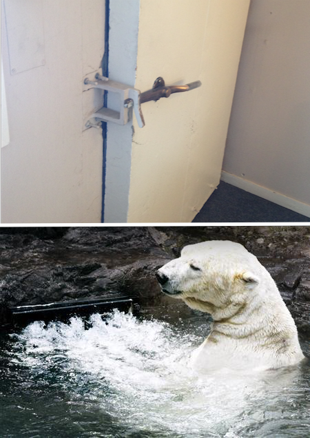 A door at Thule Air Force Base and Gus, the Central Park polar bear, in the Endless Pools swim current
