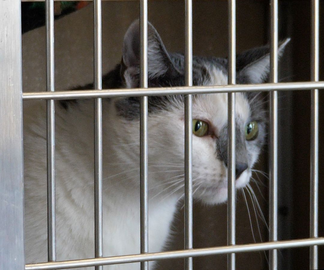 picture of cat up for adoption at the Delaware Humane Association